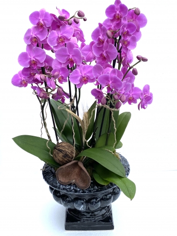 Regulus 6 Dal mor orkide