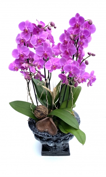 https://www.seracicek.com/