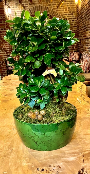 BONSAİ