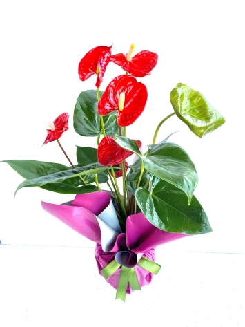Anthurium